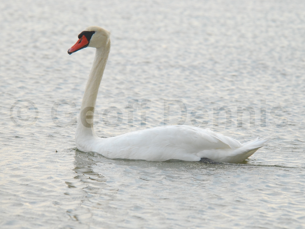 MUSW-AB_Mute-Swan