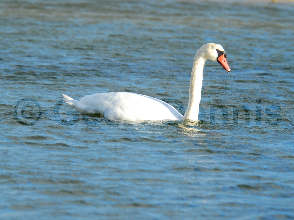 MUSW-AC_Mute-Swan