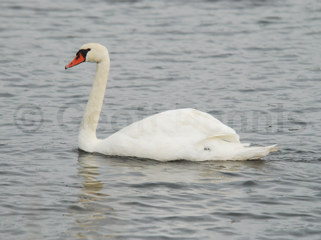 MUSW-AD_Mute-Swan