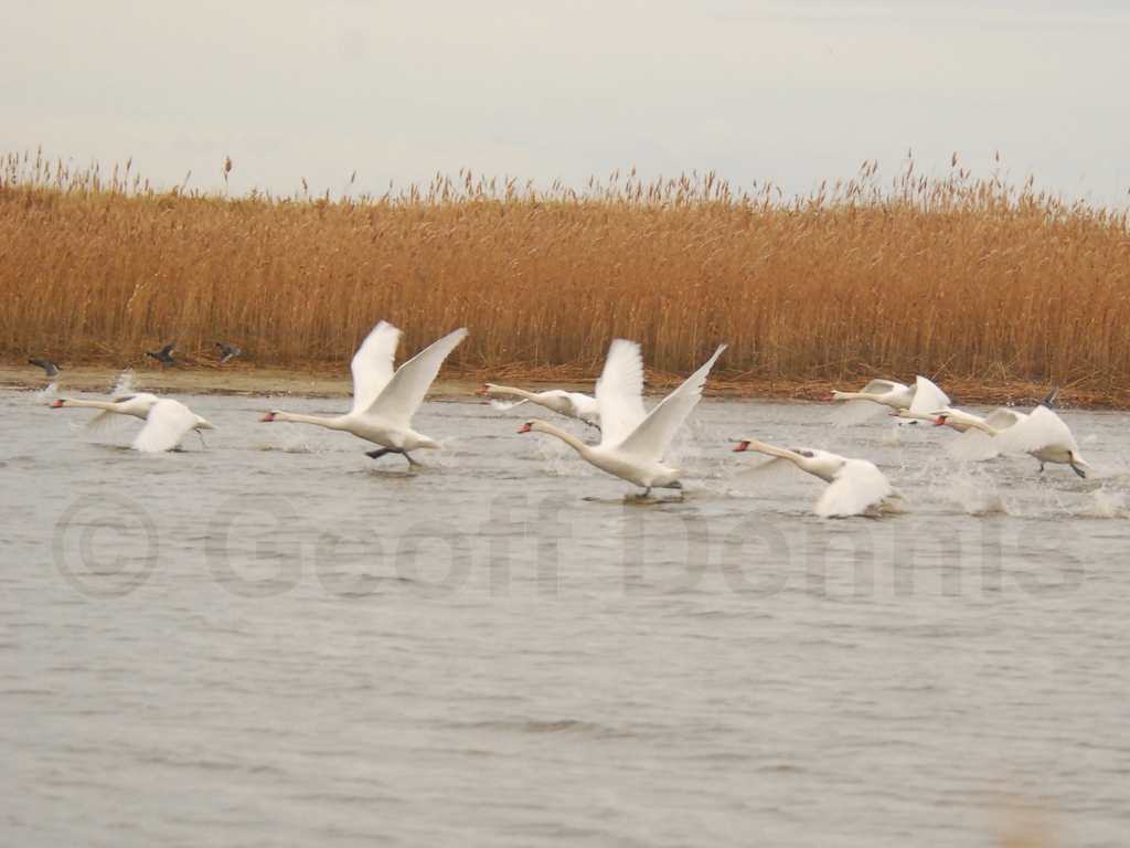 MUSW-AE_Mute-Swan