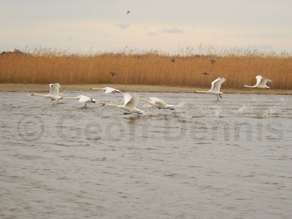 MUSW-AF_Mute-Swan