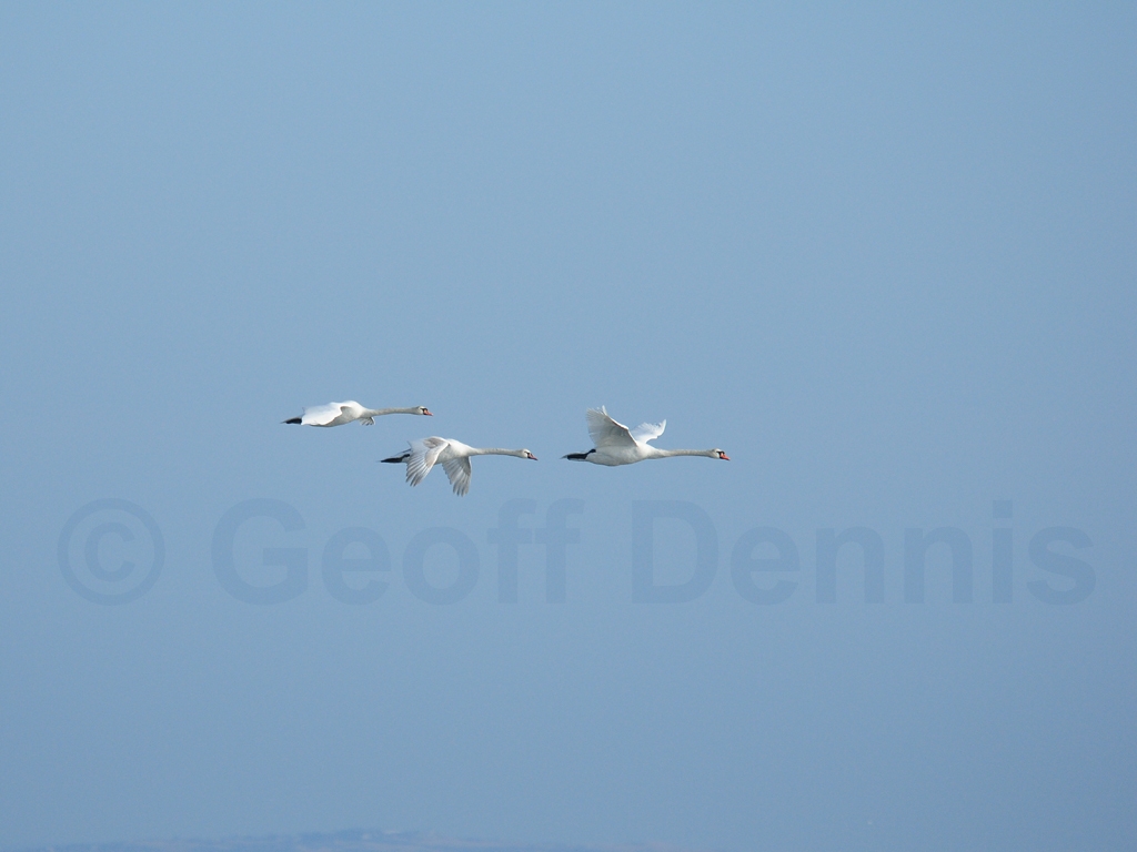 MUSW-AG_Mute-Swan