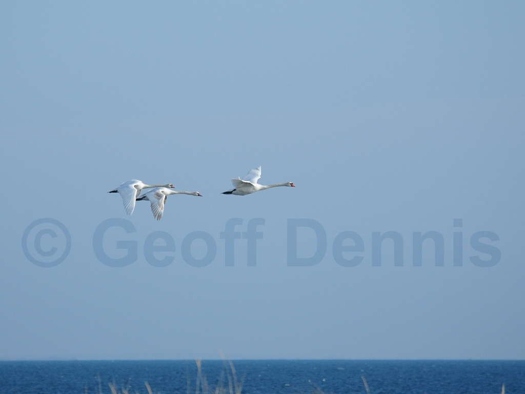 MUSW-AH_Mute-Swan