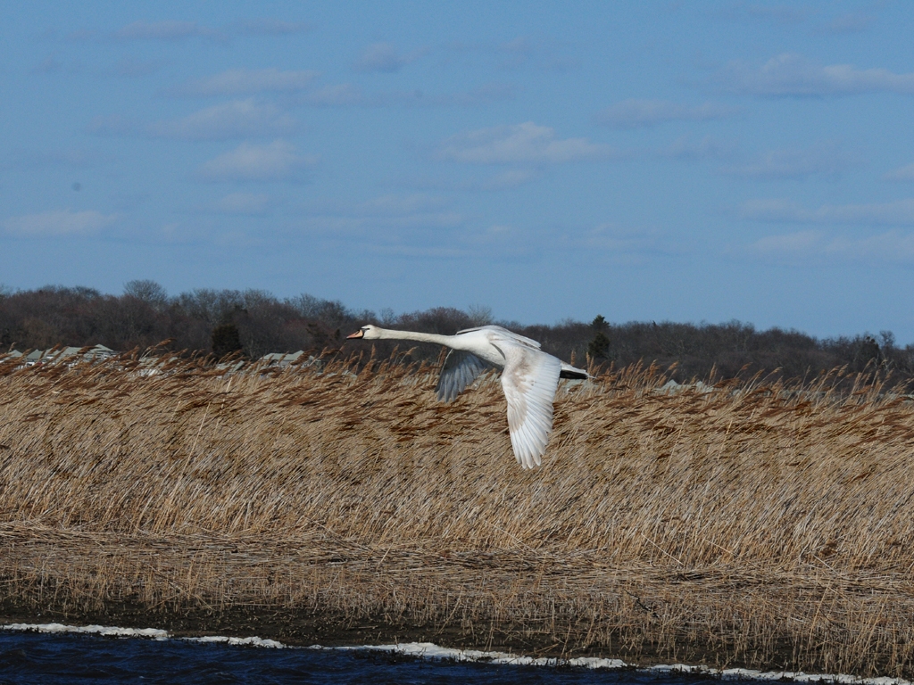 MUSW-AI_Mute-Swan