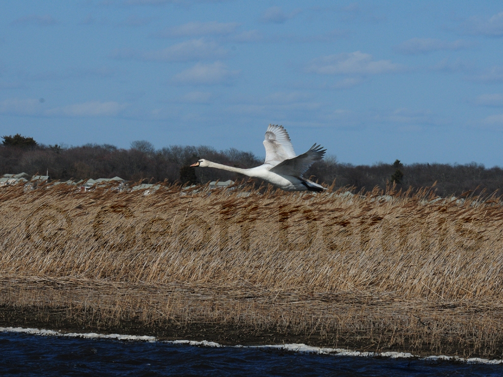 MUSW-AJ_Mute-Swan
