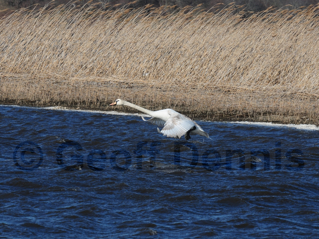 MUSW-AK_Mute-Swan