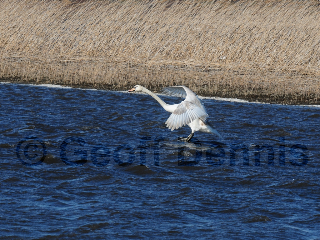 MUSW-AL_Mute-Swan