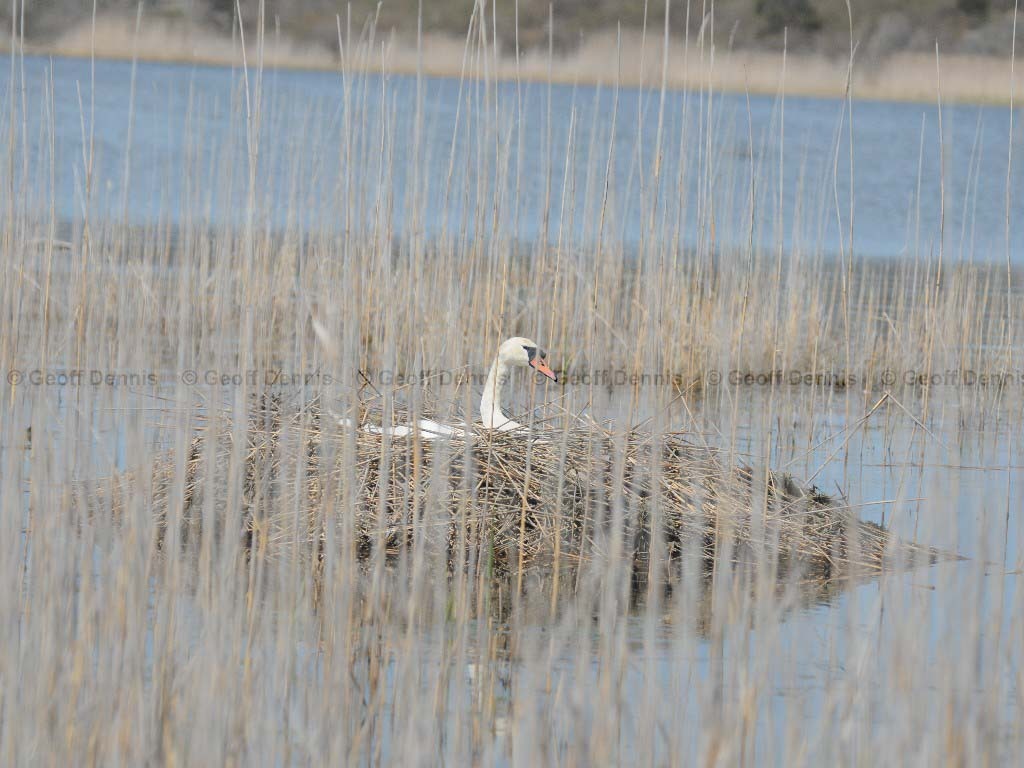 MUSW-AM_Mute-Swan