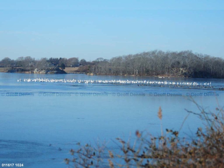 MUSW-AO_Mute-Swan