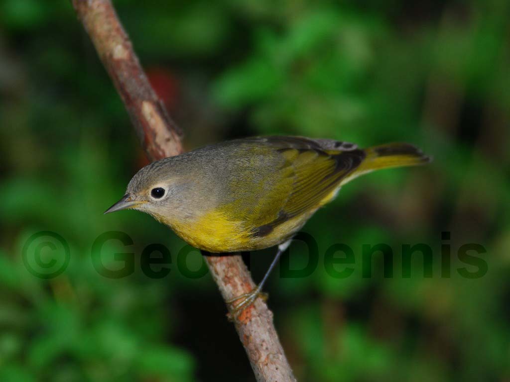 NAWA-AA_Nashville-Warbler
