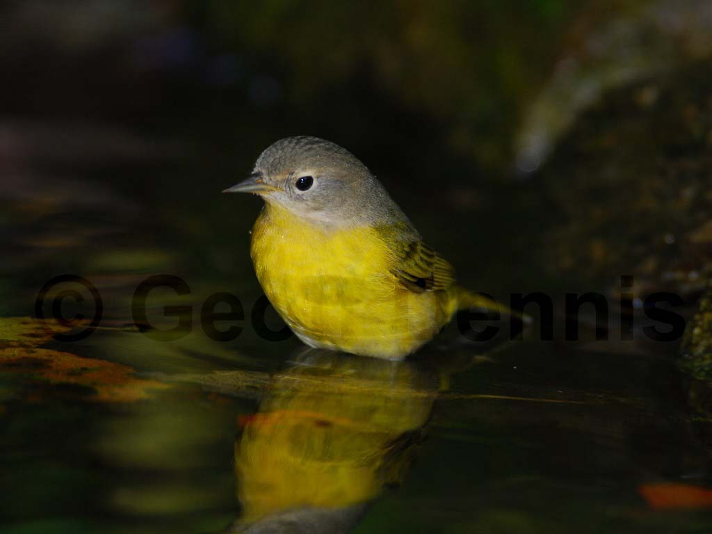 NAWA-AB_Nashville-Warbler