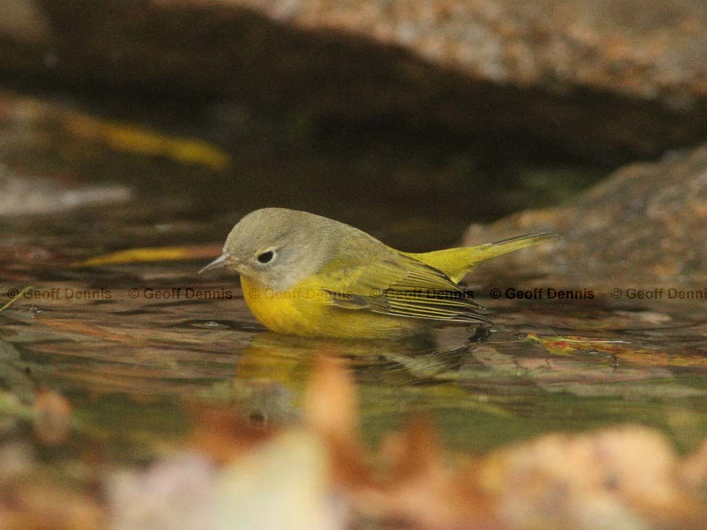 NAWA-AC_Nashville-Warbler