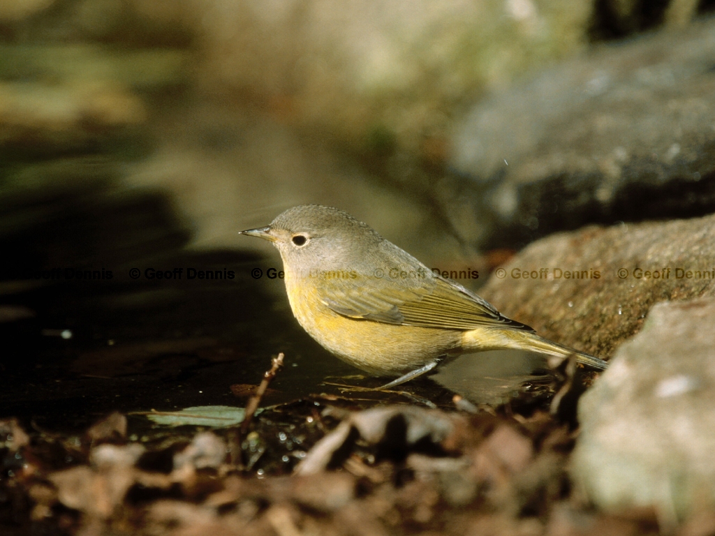 NAWA-AD_Nashville-Warbler