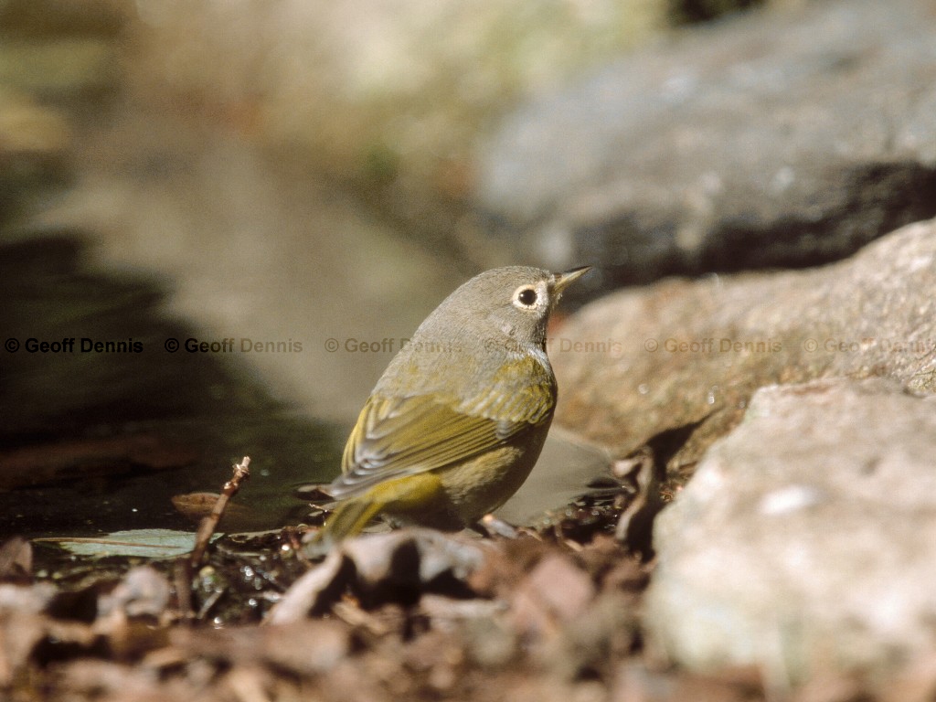 NAWA-AE_Nashville-Warbler