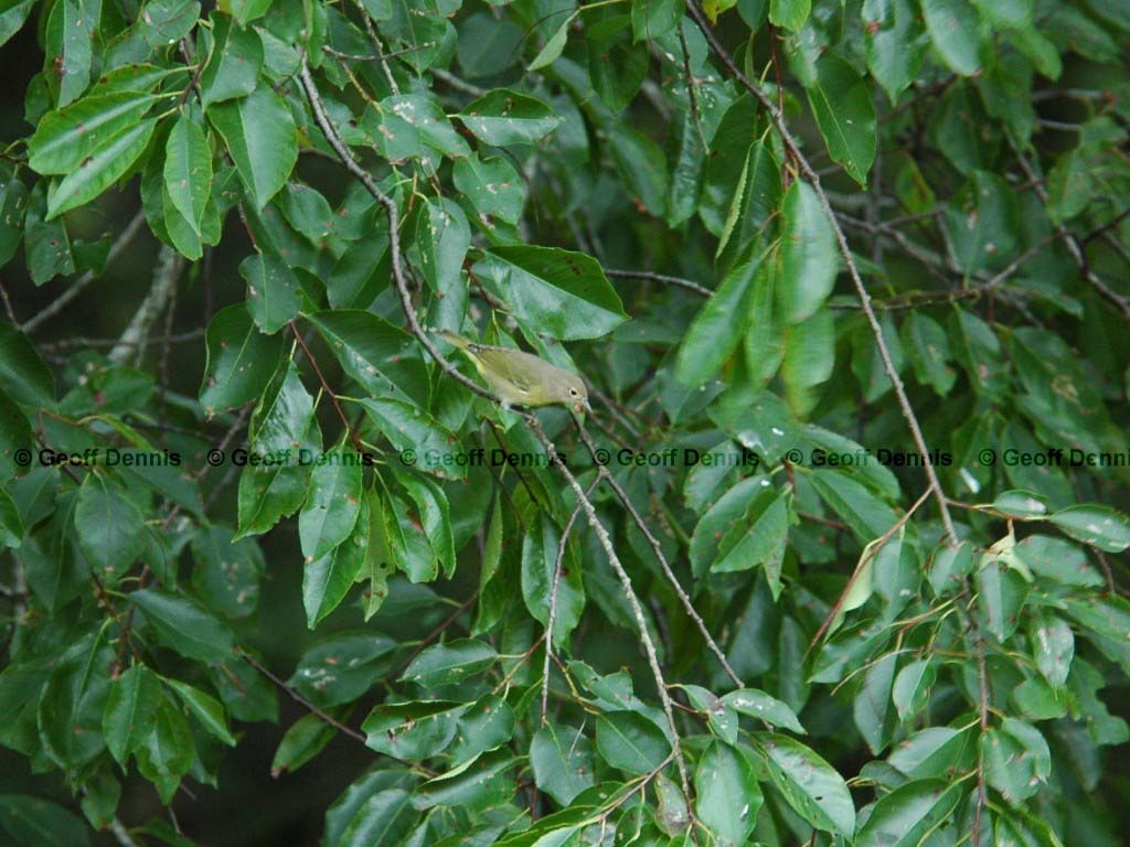 NAWA-AF_Nashville-Warbler