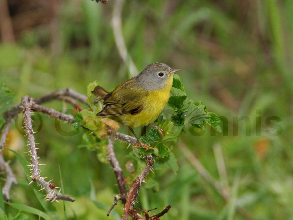 NAWA-AG_Nashville-Warbler