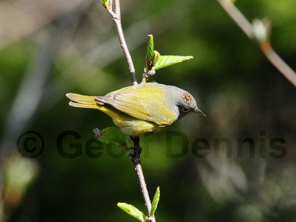 NAWA-AH_Nashville-Warbler