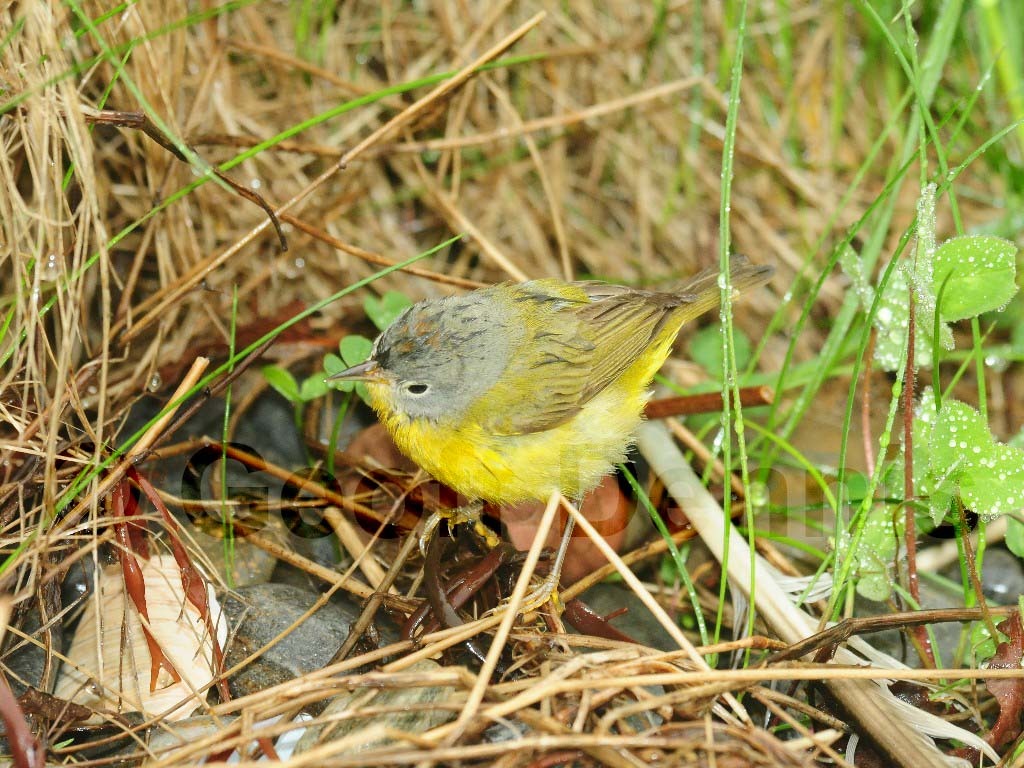 NAWA-AI_Nashville-Warbler