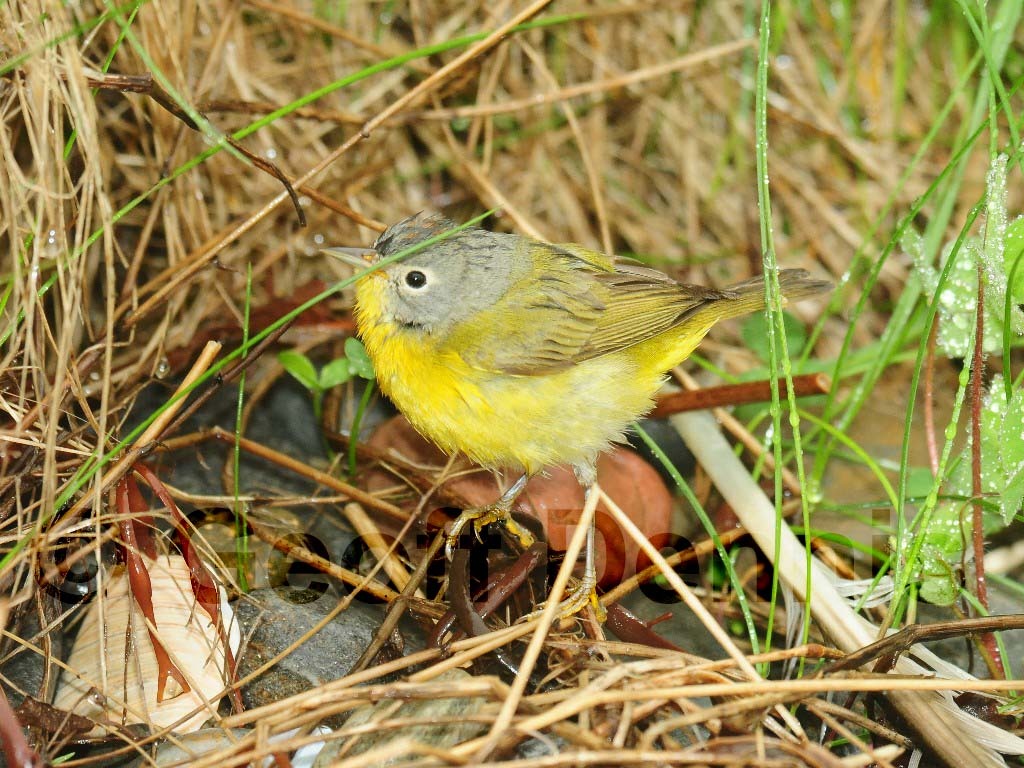 NAWA-AJ_Nashville-Warbler