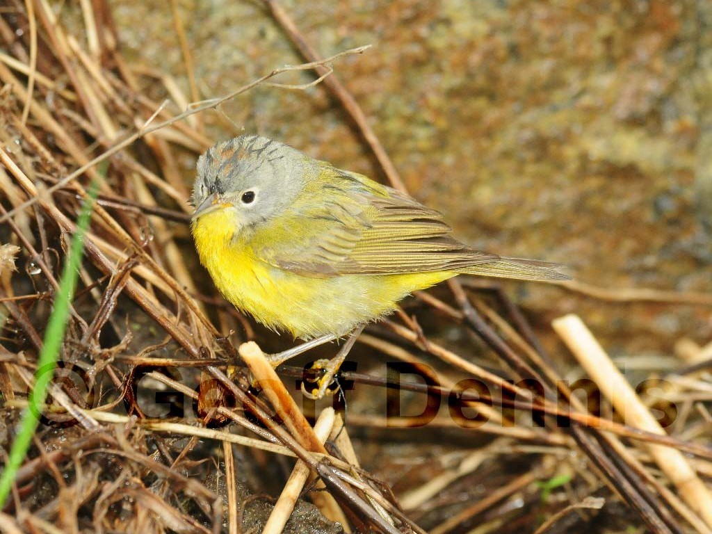 NAWA-AK_Nashville-Warbler
