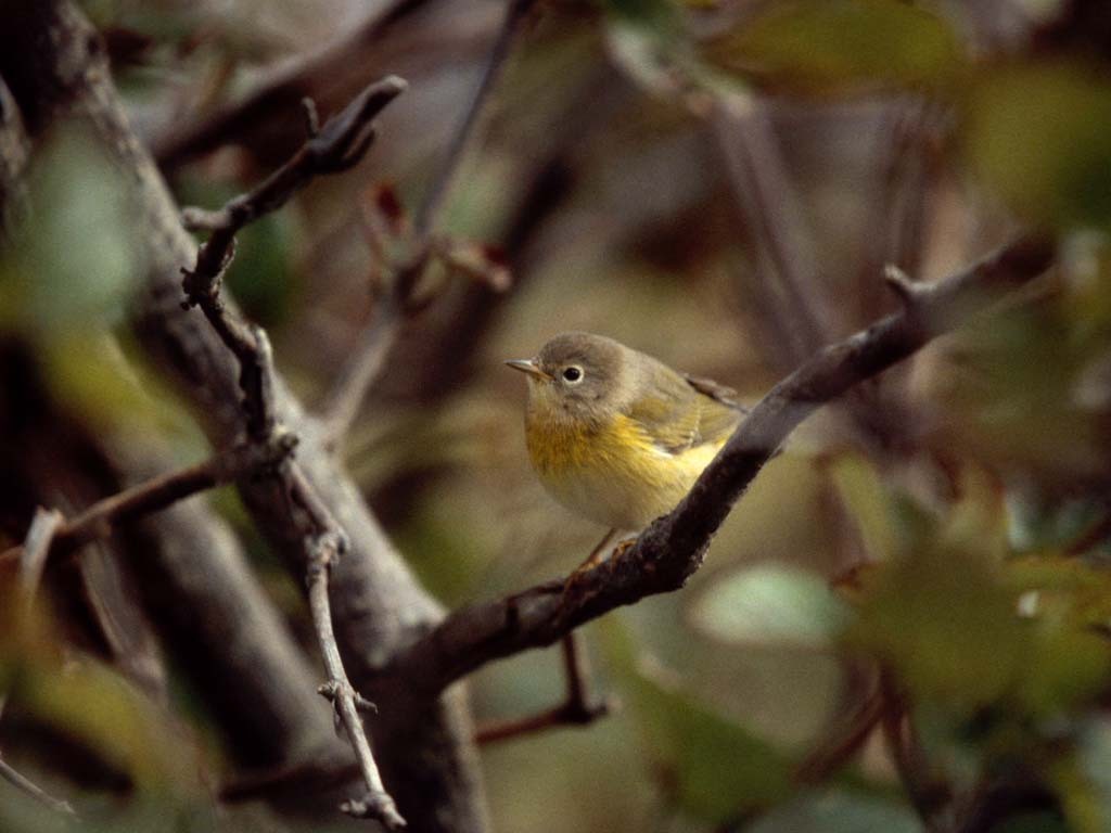 NAWA-AL_Nashville-Warbler