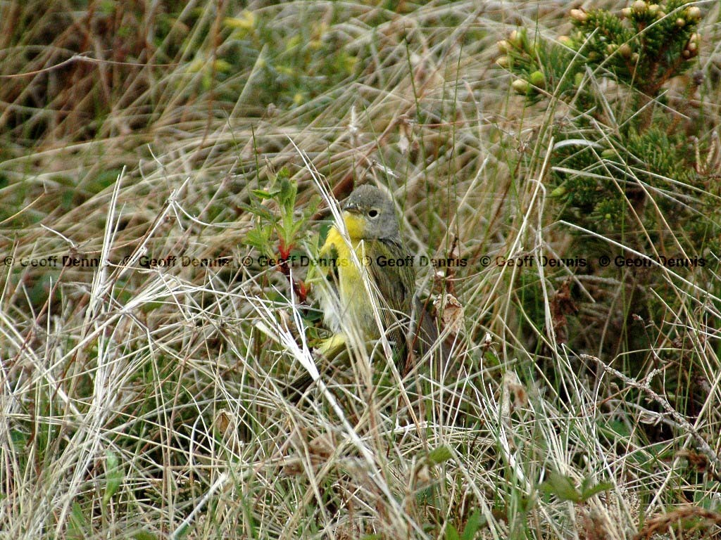 NAWA-AM_Nashville-Warbler