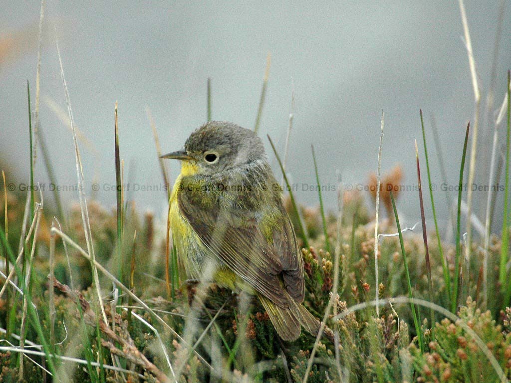 NAWA-AN_Nashville-Warbler