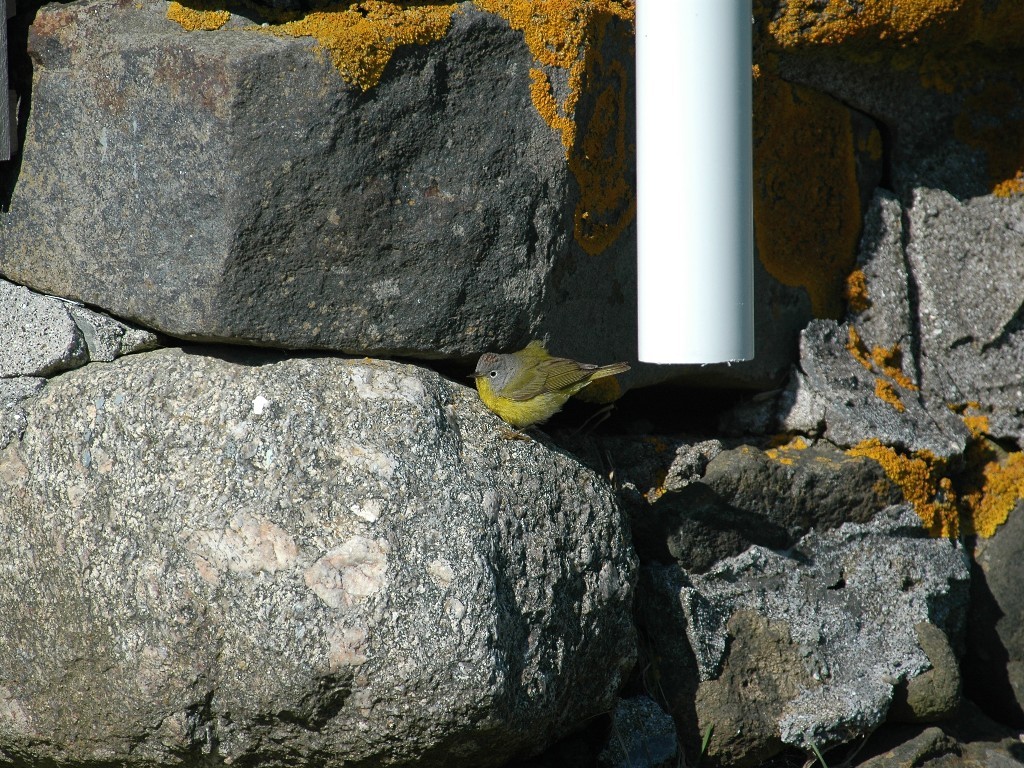 NAWA-AO_Nashville-Warbler