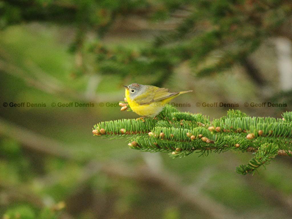 NAWA-AP_Nashville-Warbler