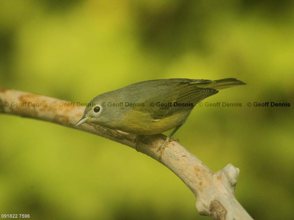 NAWA-AQ_Nashville-Warbler