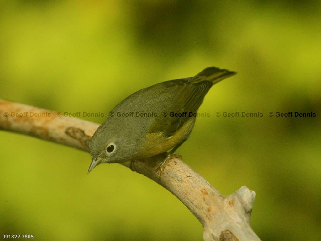 NAWA-AR_Nashville-Warbler
