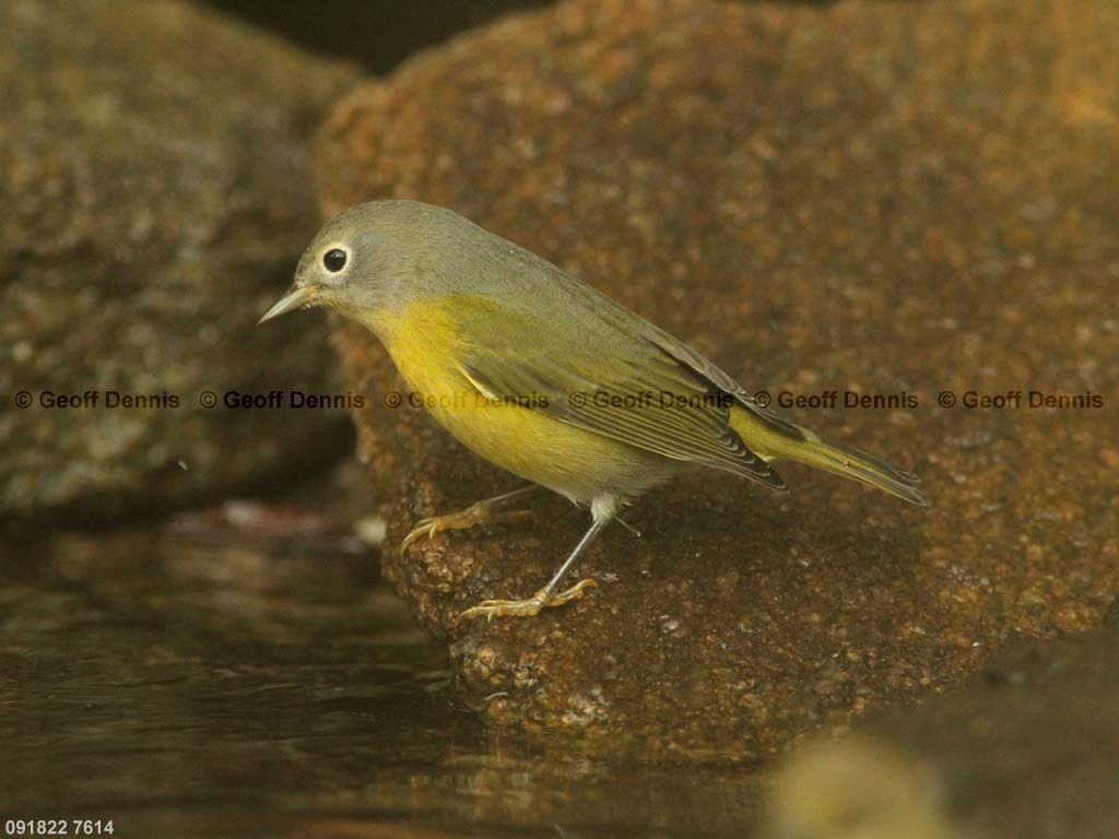 NAWA-AS_Nashville-Warbler