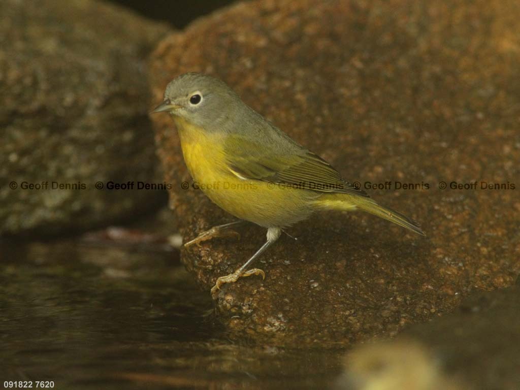 NAWA-AT_Nashville-Warbler