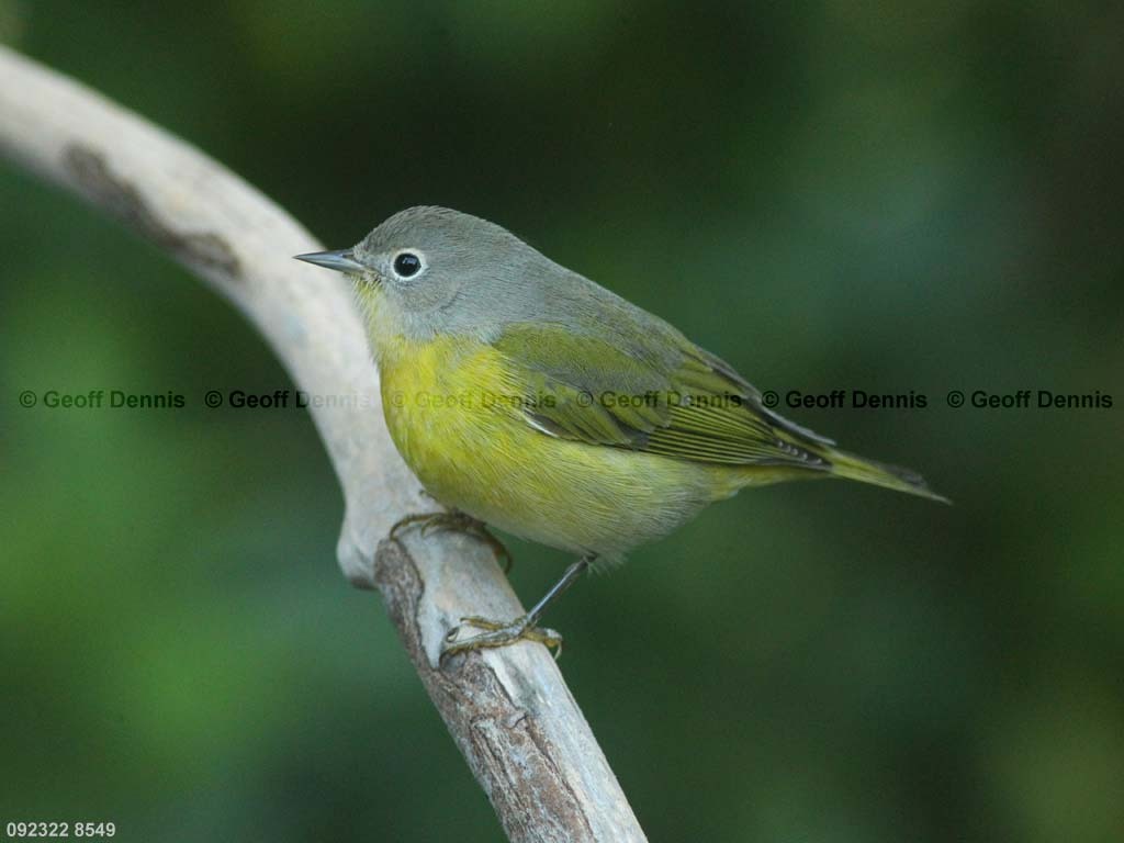 NAWA-AU_Nashville-Warbler