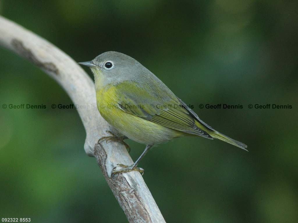 NAWA-AV_Nashville-Warbler
