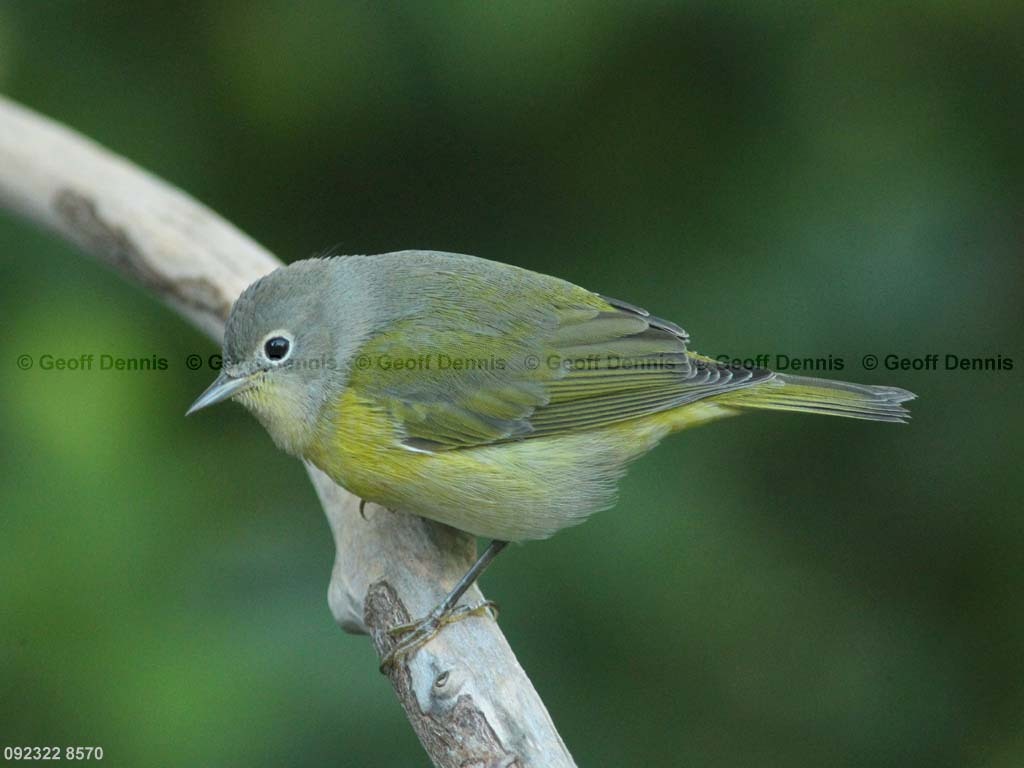 NAWA-AW_Nashville-Warbler