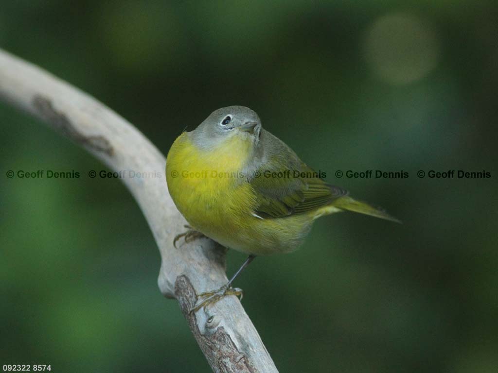 NAWA-AX_Nashville-Warbler