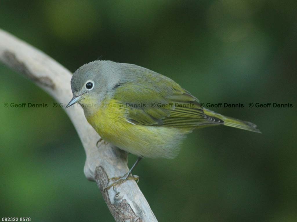 NAWA-AY_Nashville-Warbler