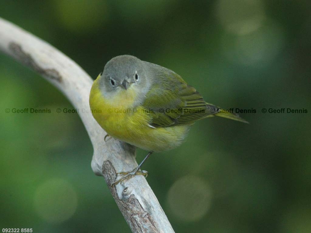 NAWA-AZ_Nashville-Warbler