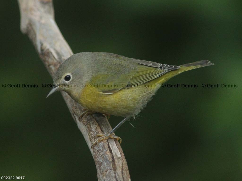 NAWA-BA_Nashville-Warbler