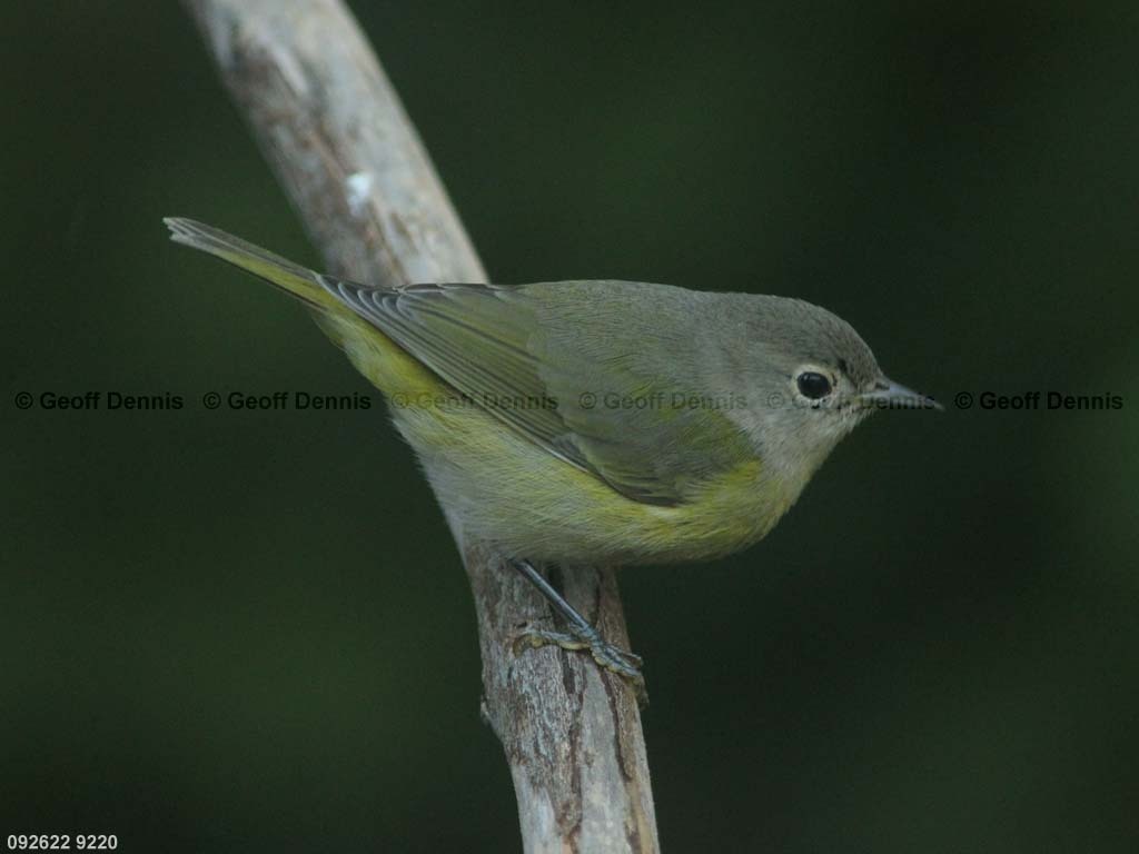 NAWA-BB_Nashville-Warbler