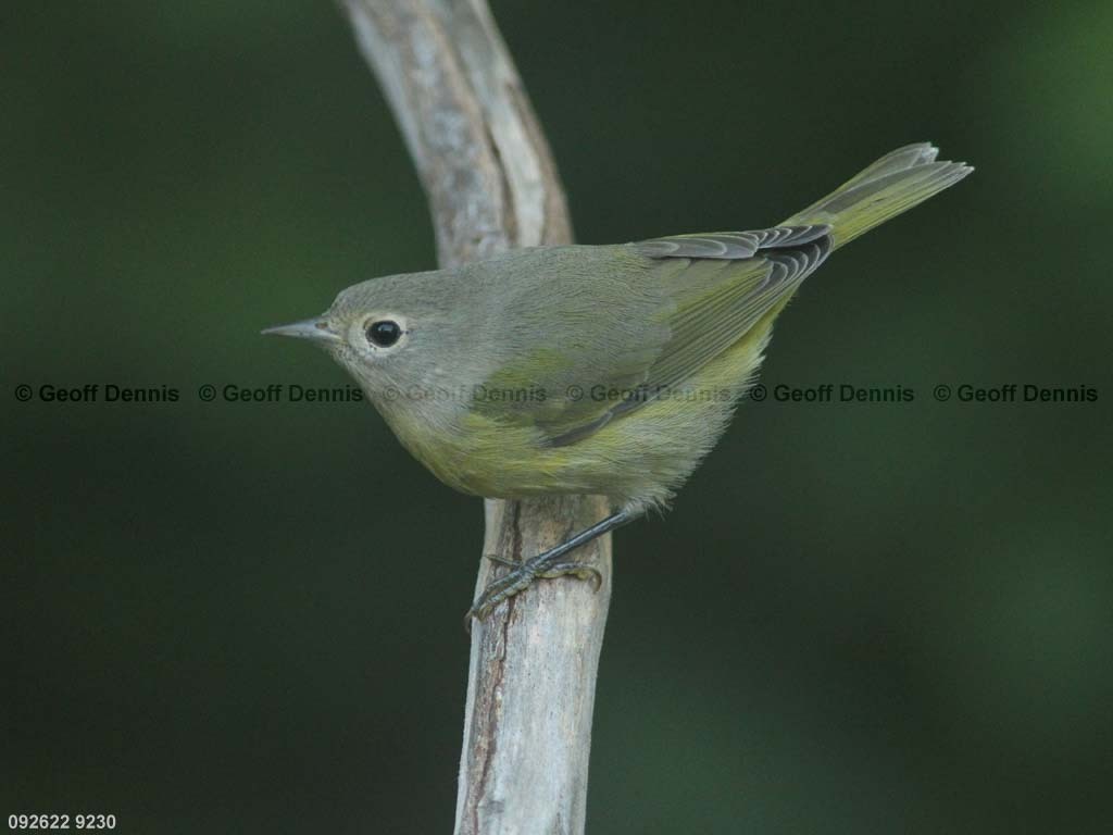 NAWA-BC_Nashville-Warbler