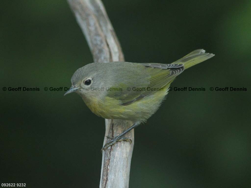 NAWA-BD_Nashville-Warbler