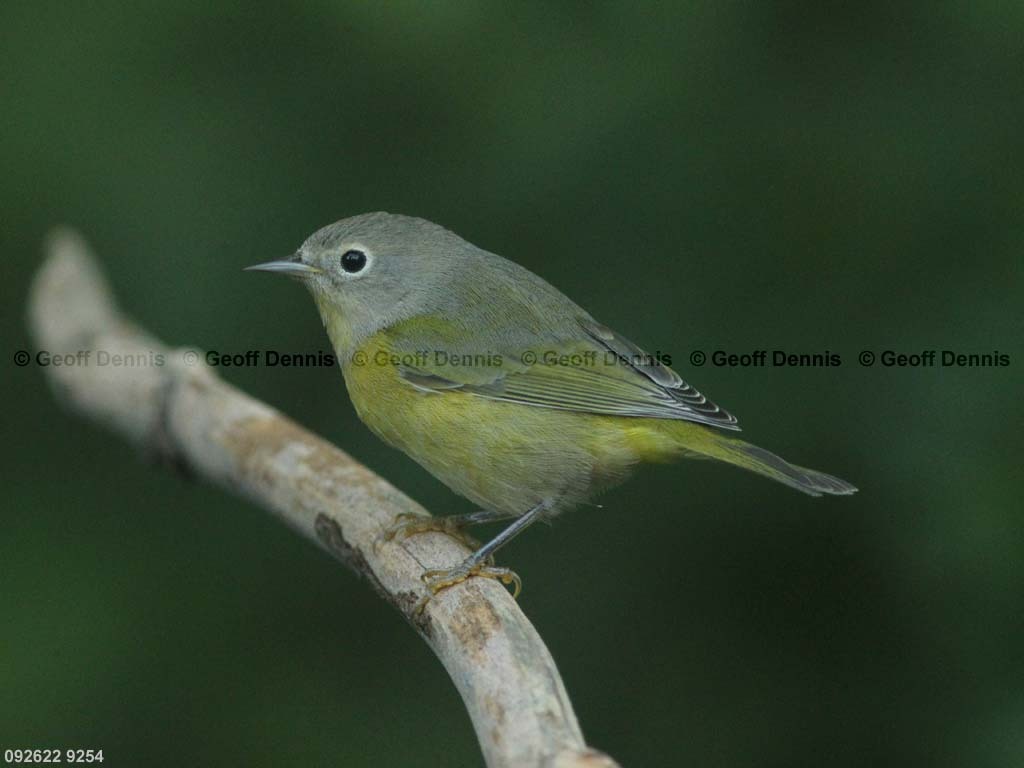 NAWA-BE_Nashville-Warbler