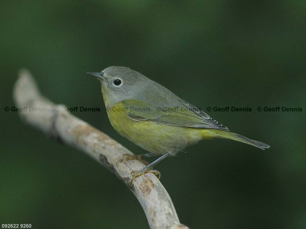 NAWA-BF_Nashville-Warbler