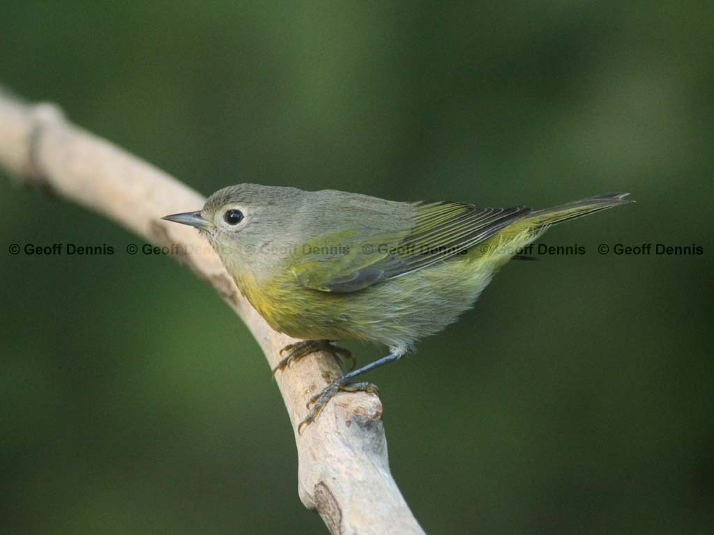NAWA-BG_Nashville-Warbler