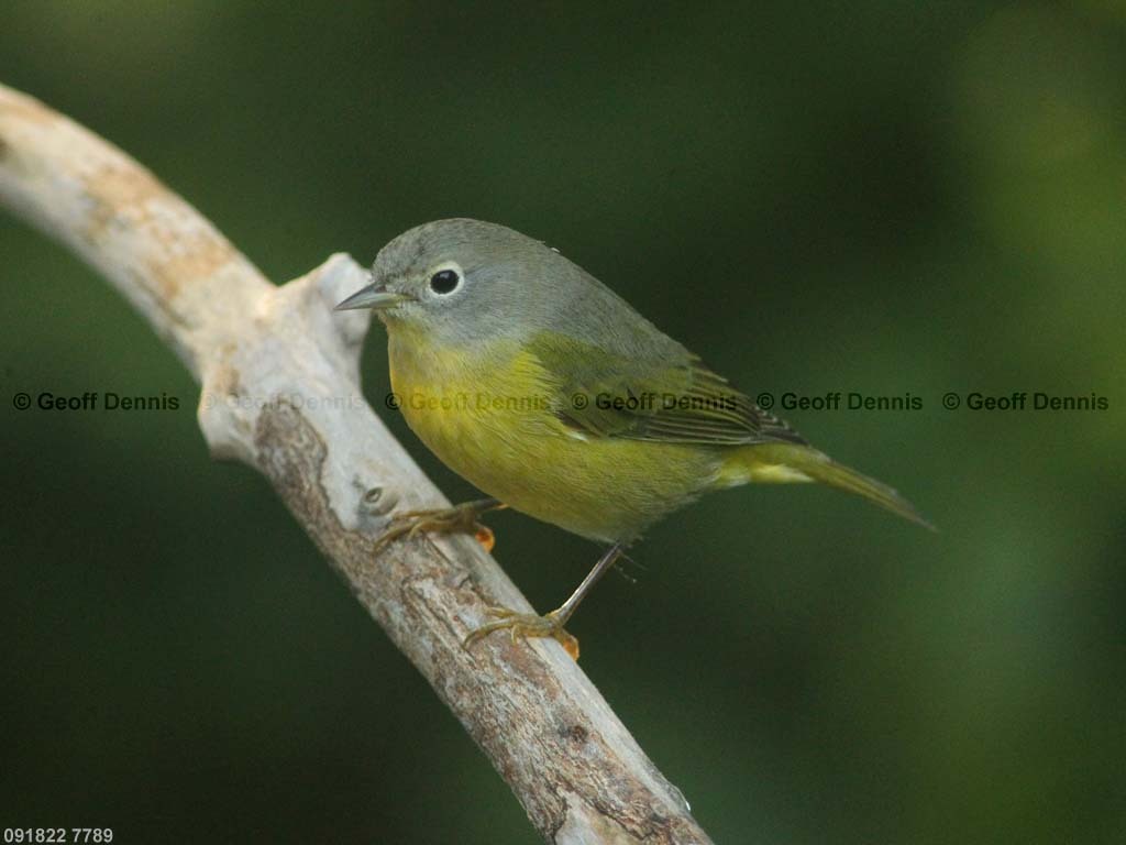 NAWA-BH_Nashville-Warbler