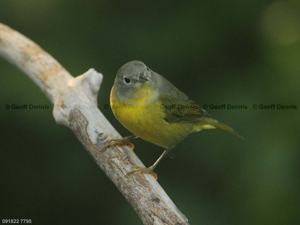 NAWA-BI_Nashville-Warbler