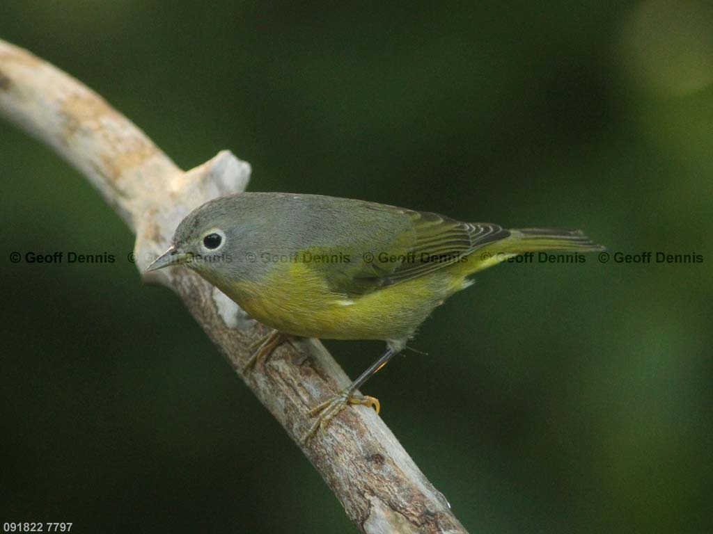 NAWA-BJ_Nashville-Warbler