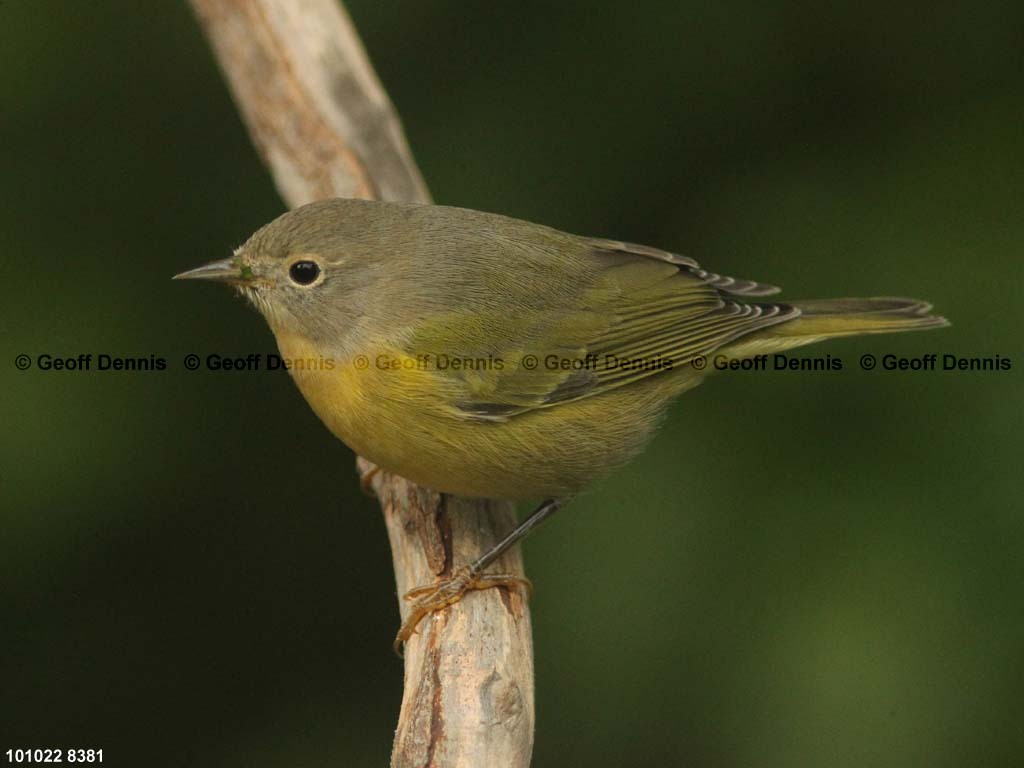 NAWA-BK_Nashville-Warbler